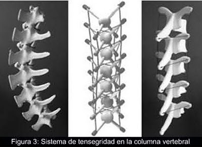 un esquema simplificado de la columna vertebral