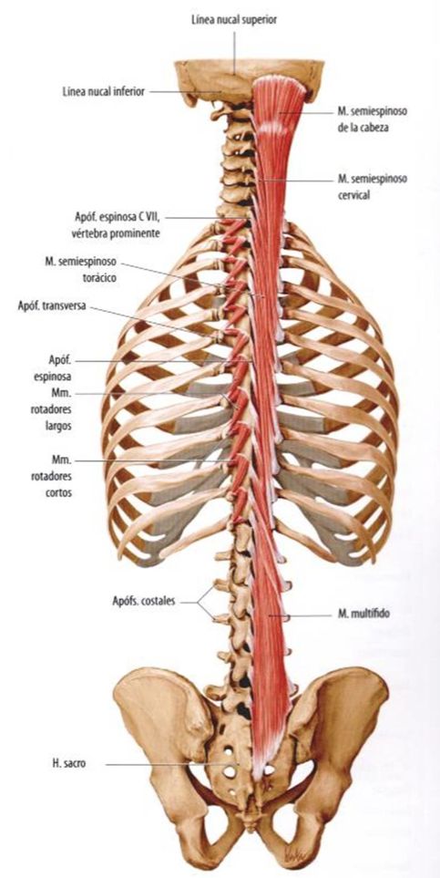 Imagen con más músculos paraverebrales para ver su conexión